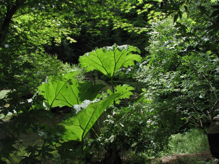 Du beau vert