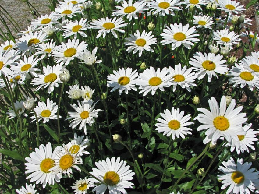 Marguerites
