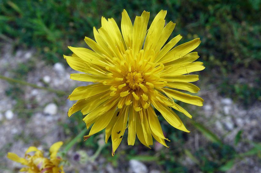 Petite fleur des champs...