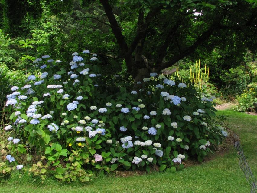 Hortensias bleues