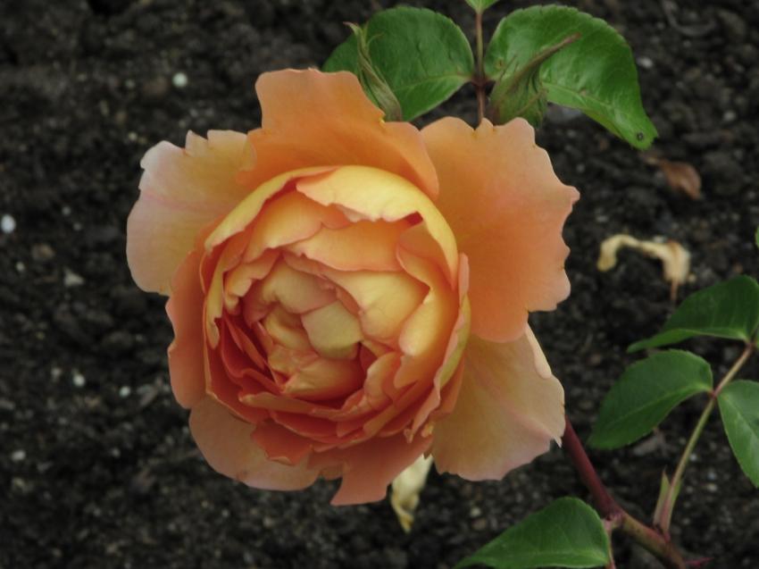 Rose Pat Austin