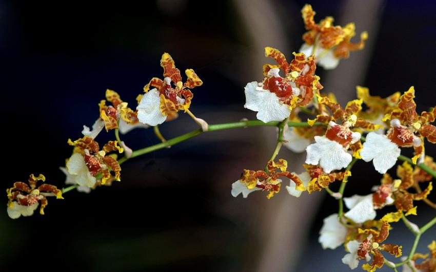 Orchide (opus21)