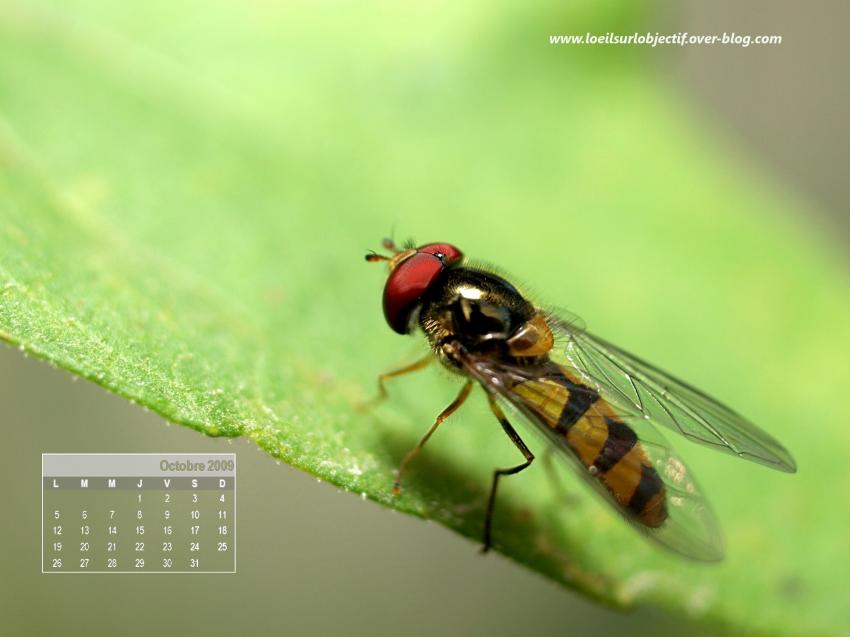 syrphydae d'octobre