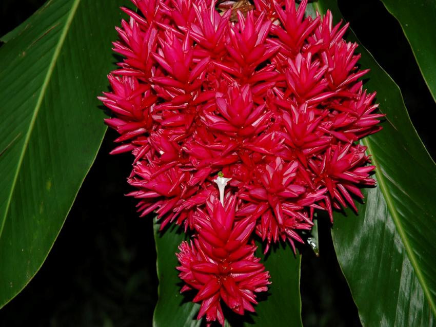 coeur de fleur