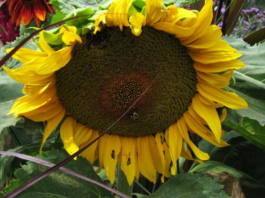 Jardin botanique Van Dusen