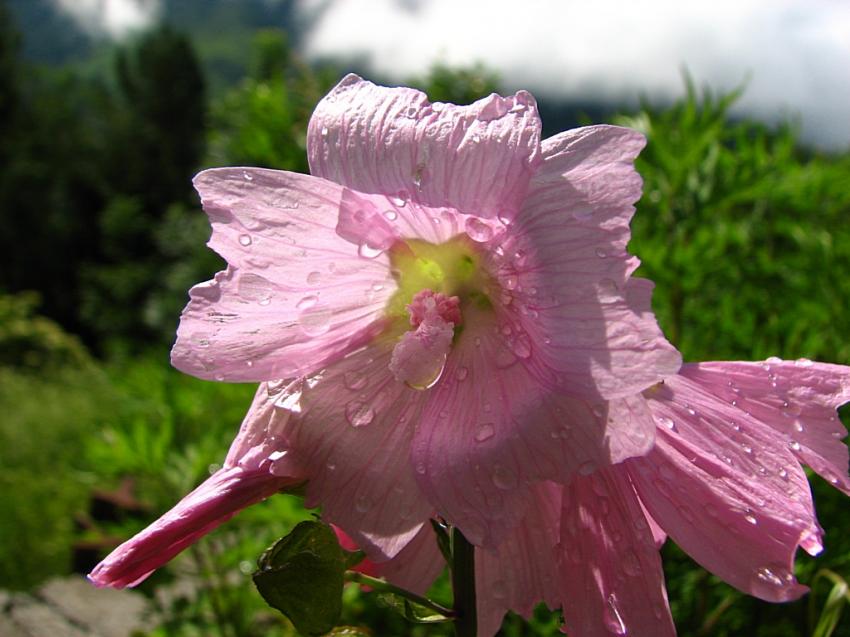 La mauve musque