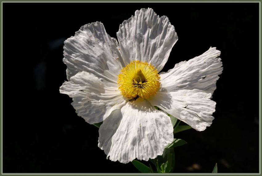 Fleur tropicale