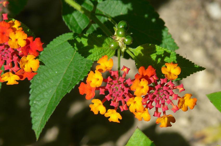 Lantanas : des papillons au coeur