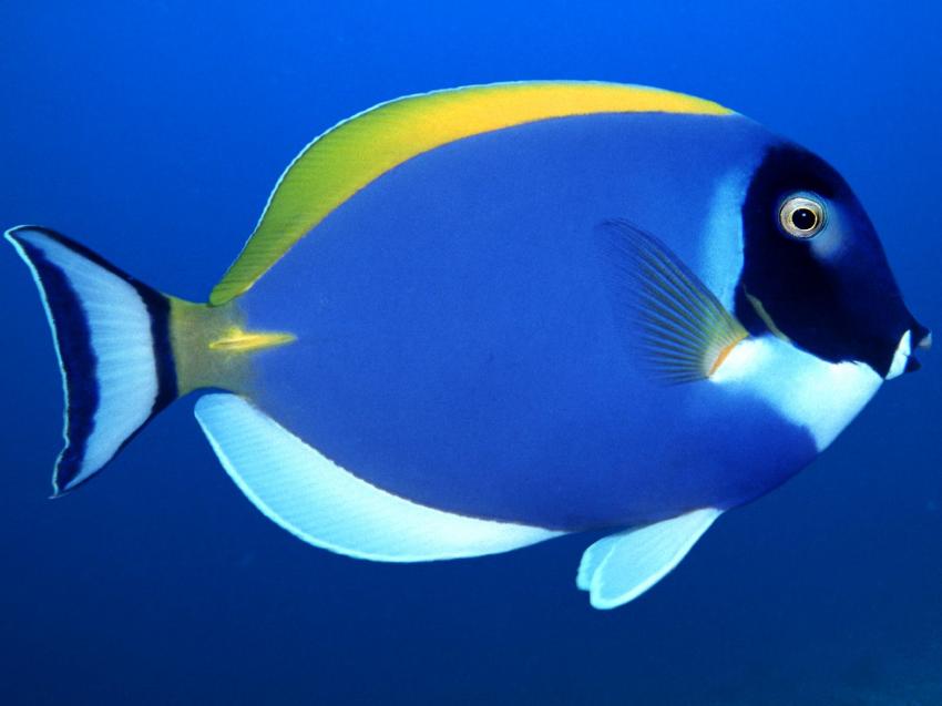 fonds marins