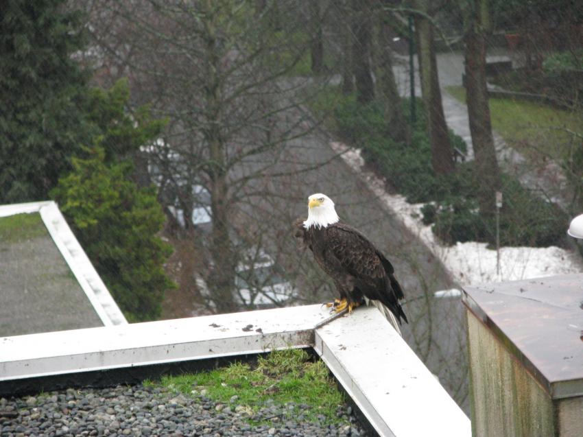 Aigle nord-amricain