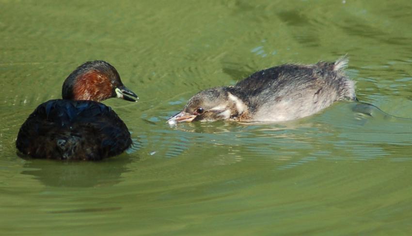 grebe castagneux