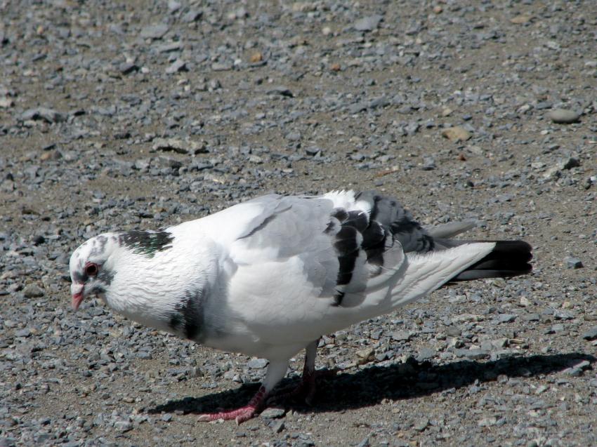 Pigeon