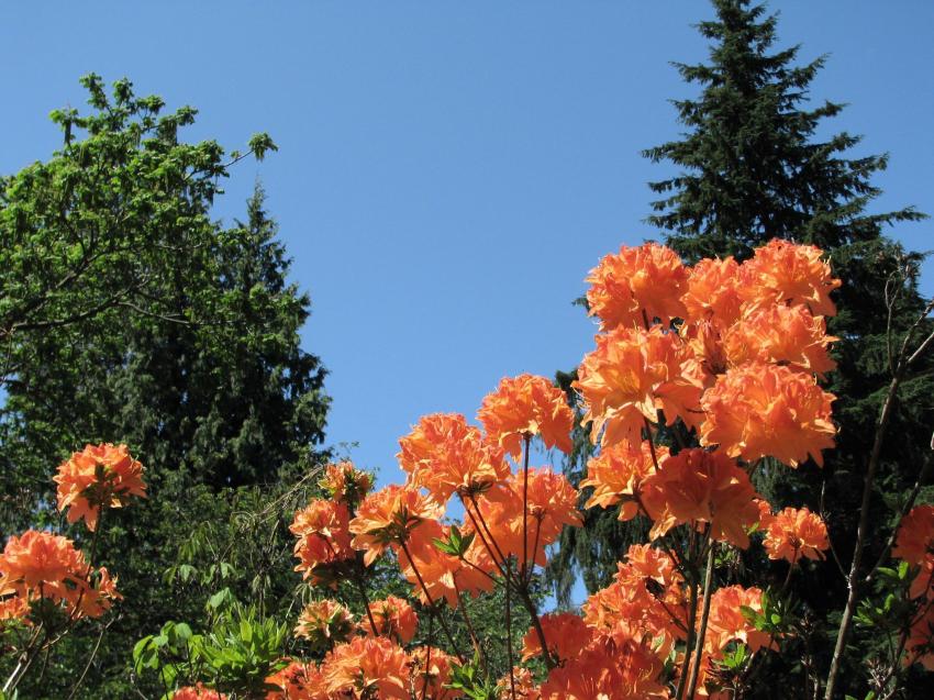 Rhododendrons a Stanley Park Vancouver