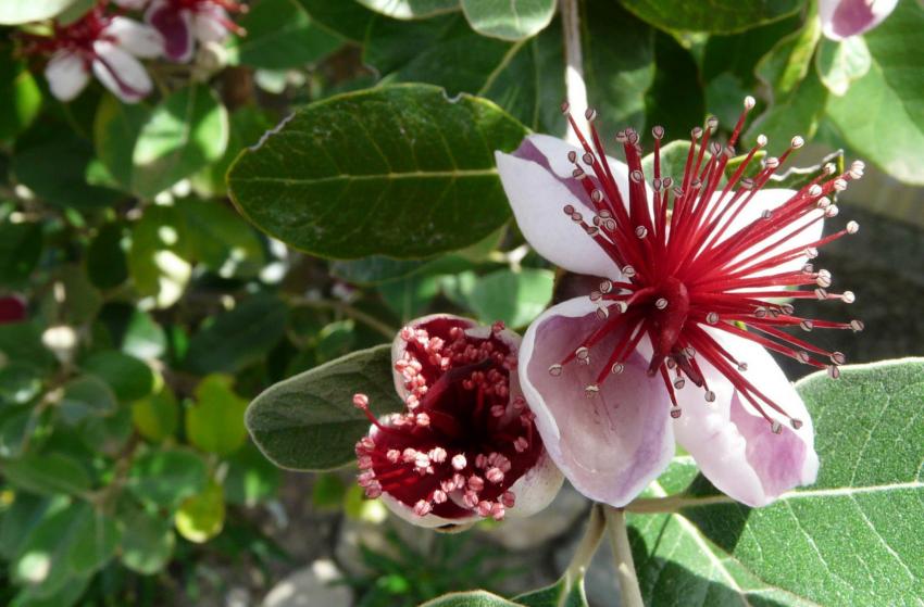 fleurs de Feijoa du Brsil