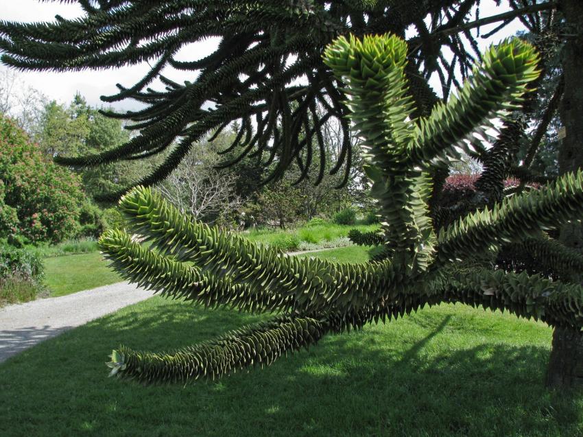 Branches d'arbre des singes