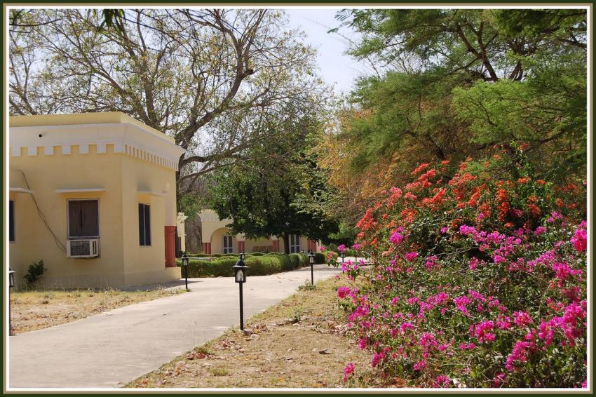 Sariska - Rajasthan