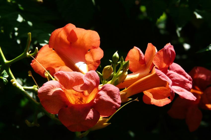 Fleurs de bignonia