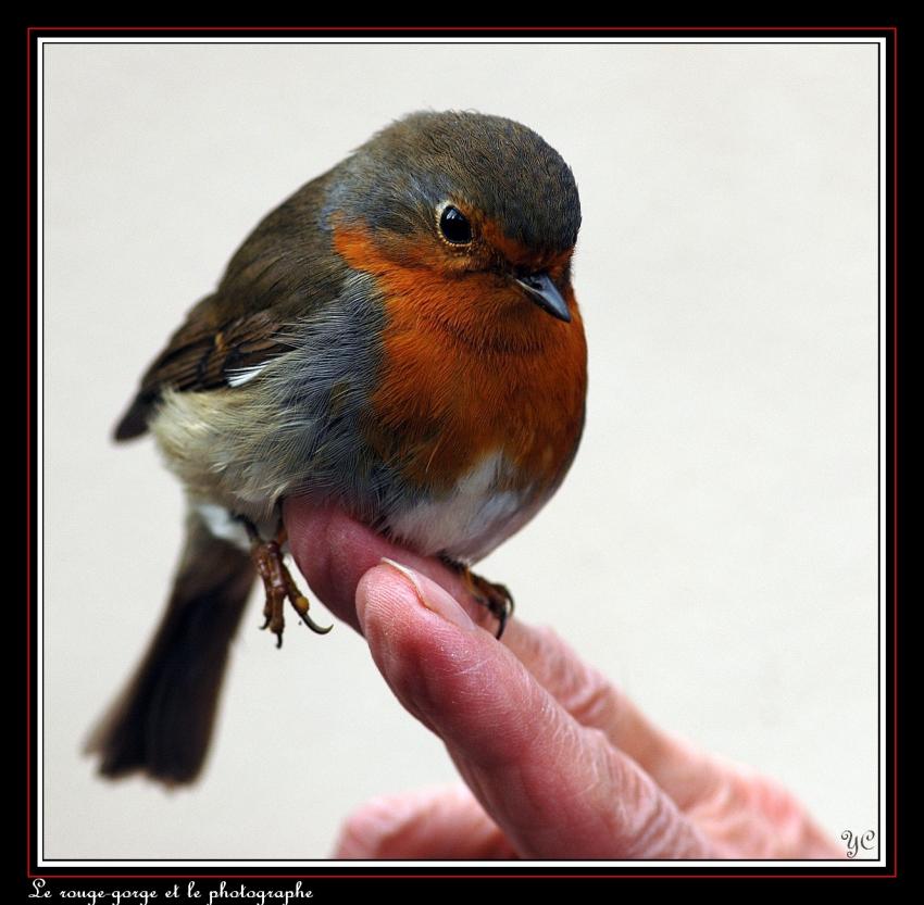 Le rouge-gorge et le photographe