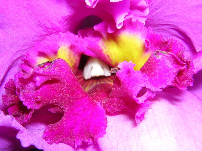 coeur d'orchide