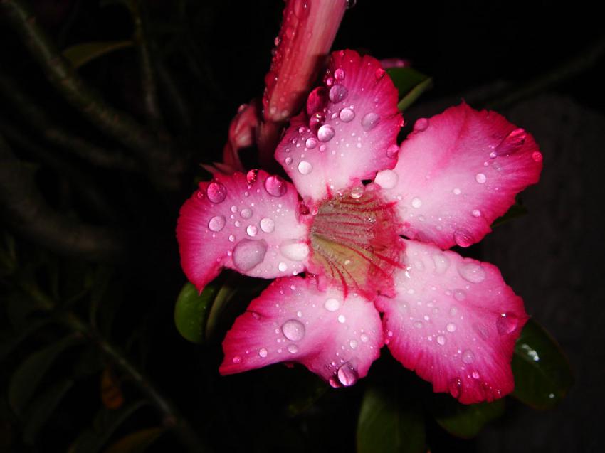 fleur de tipanier