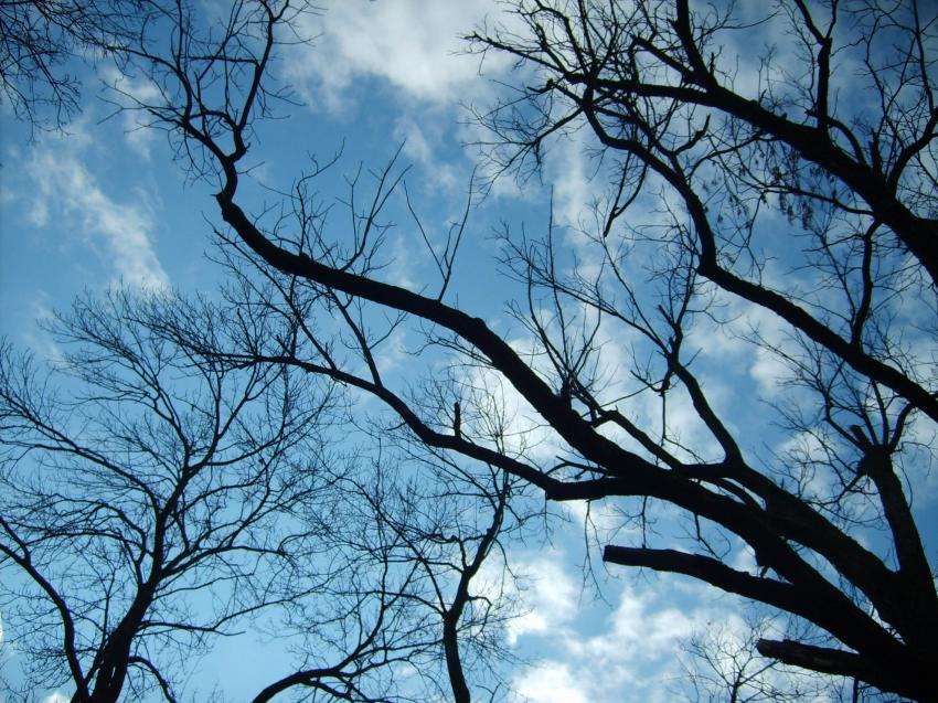 branchages dans le ciel