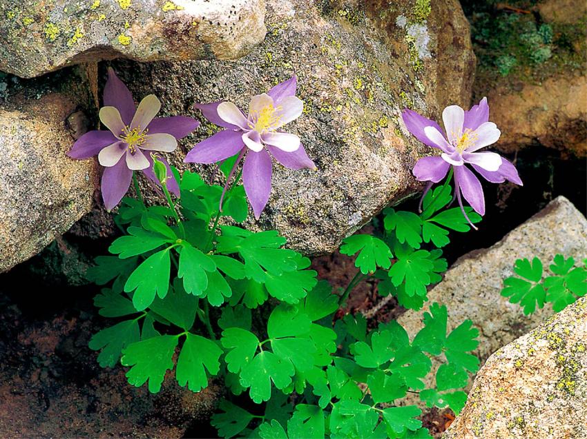 au pied des rochers