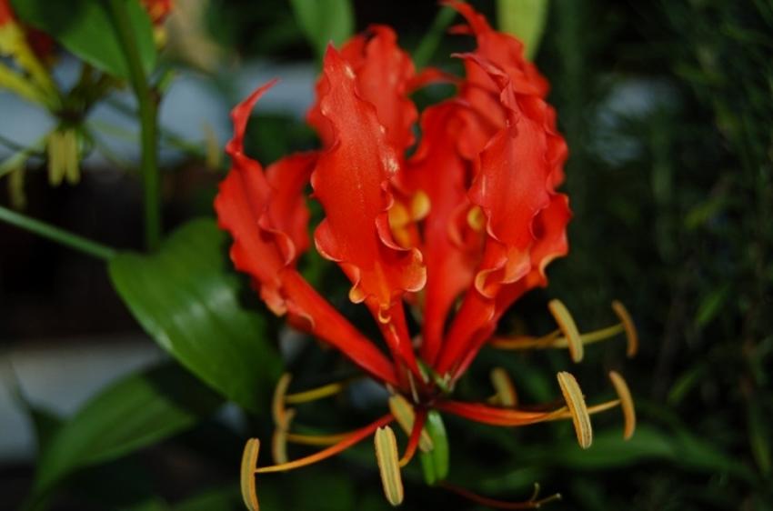 fleurs de tahiti