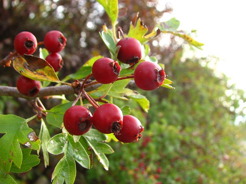 Fruits de l'aubpine