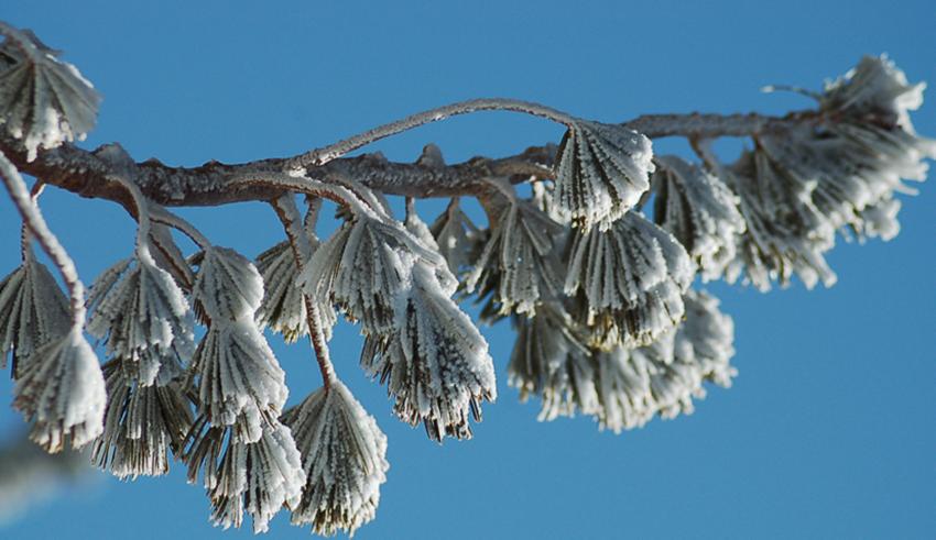 ptite neige