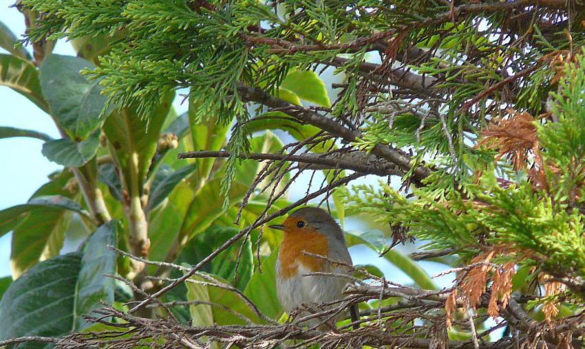 Robin des bois...