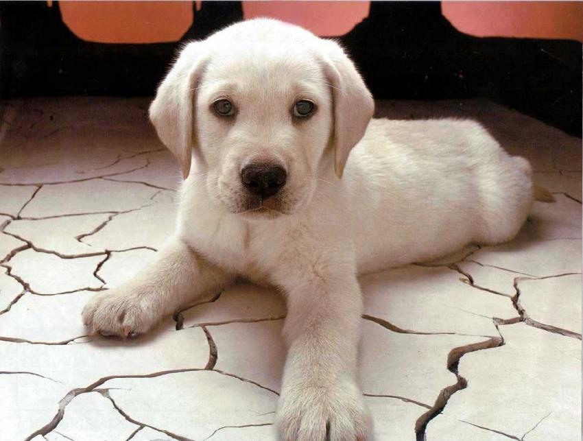 Chiens