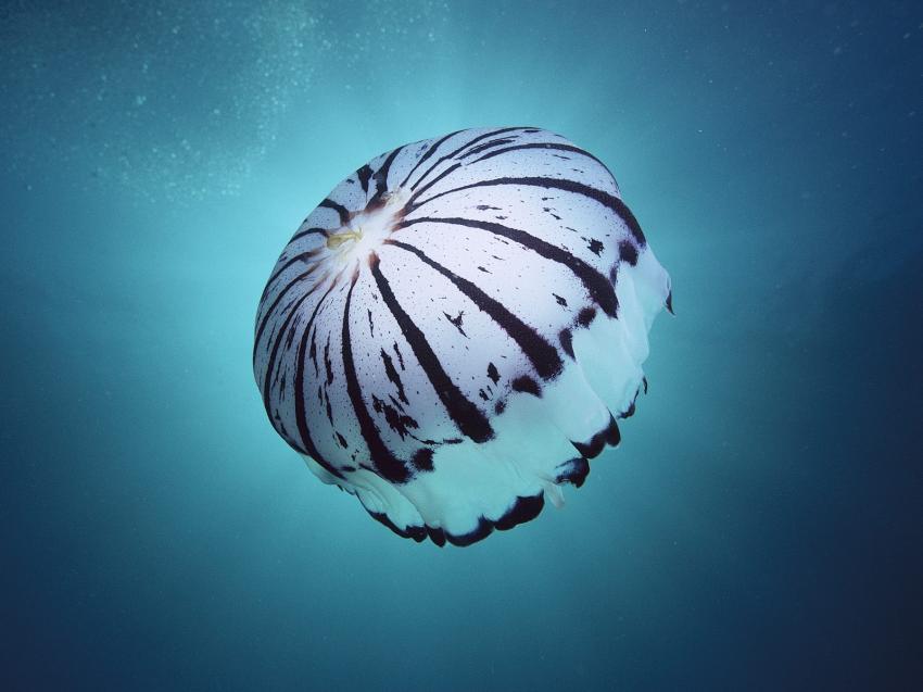 fonds marins