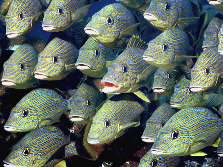fonds marins