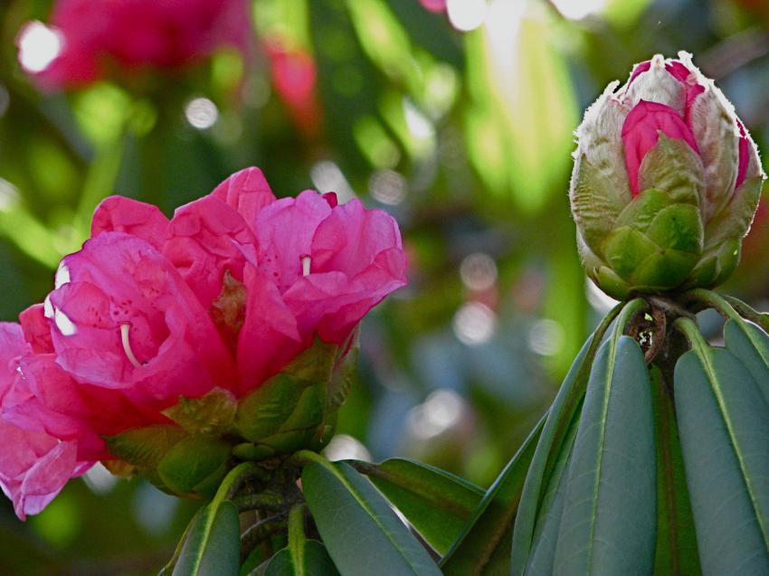 Rhododendrons -2-