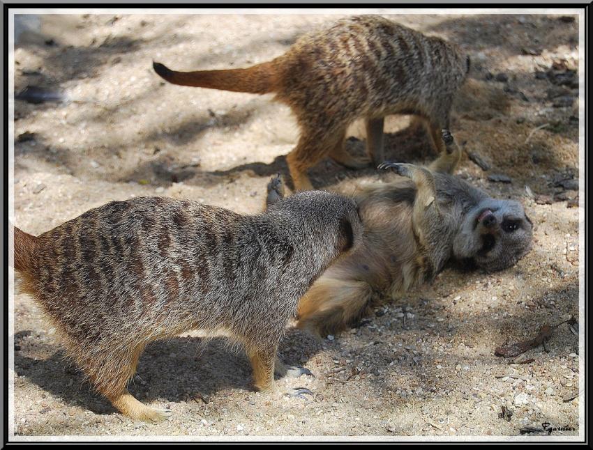 Zoo de Beauval