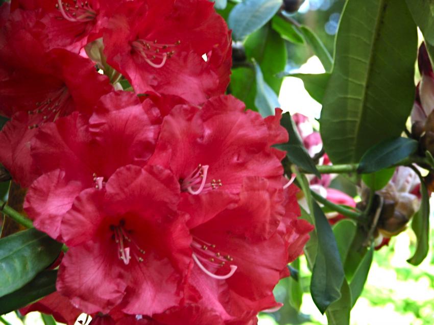 Rhodo rouge