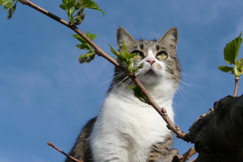 Chipie surveille un oiseau...