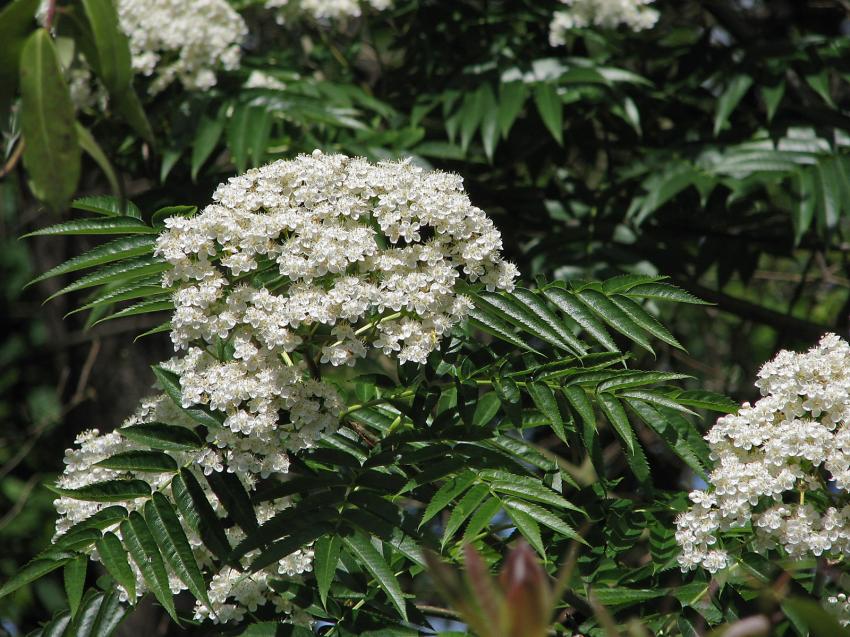 Fleurs d'acacias