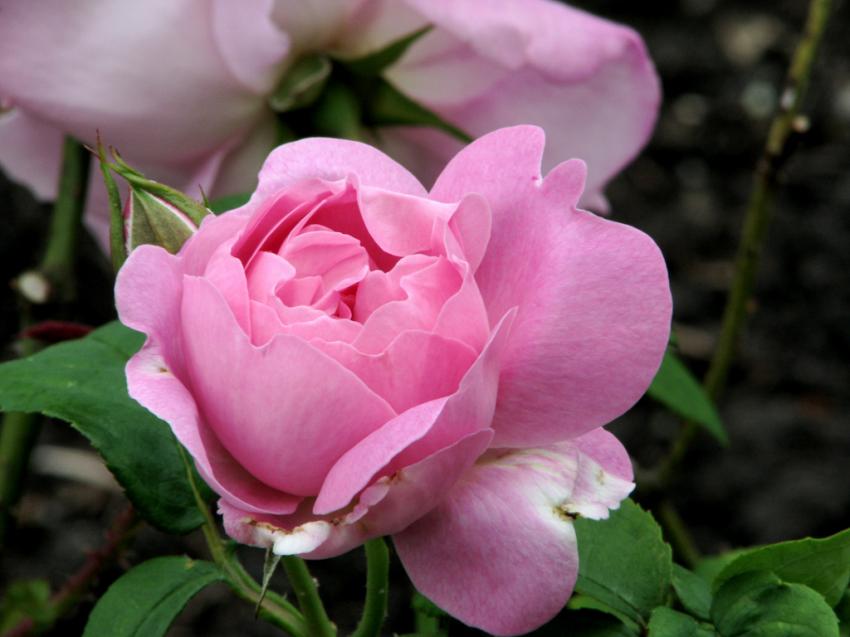 Du jardin de roses du parc