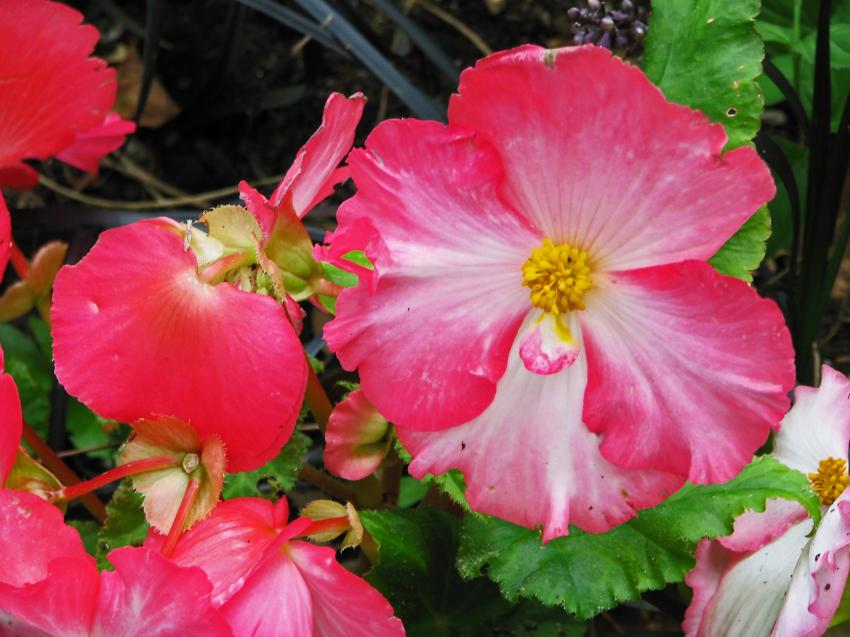Ptunias trs grands