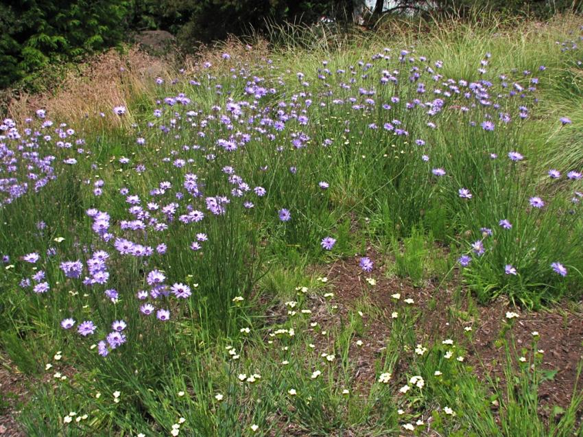 Fleurs des champs