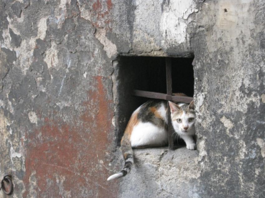 autre positionnement du chat