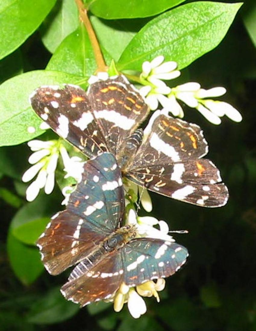 Papillons