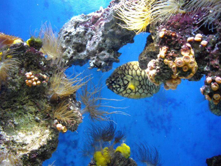 Poissons des massifs coralliens