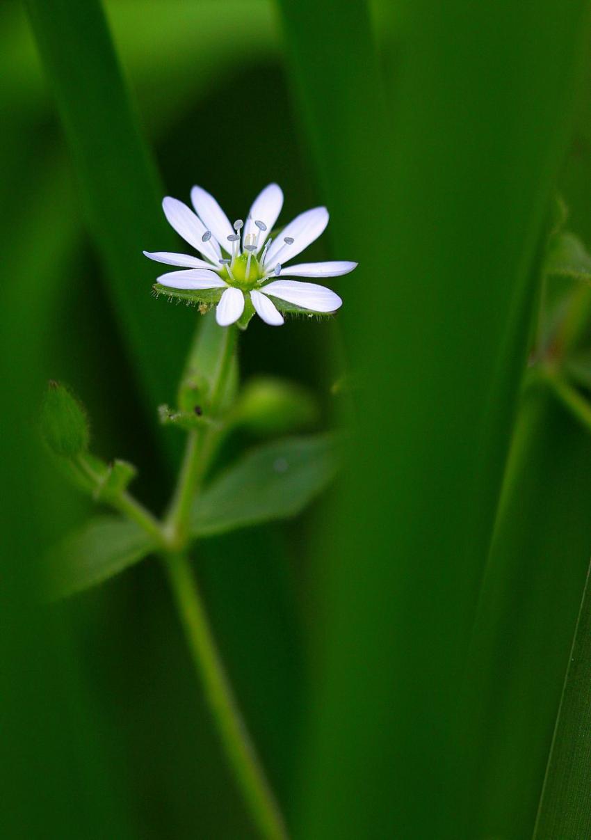 Toute petite fleur (???)