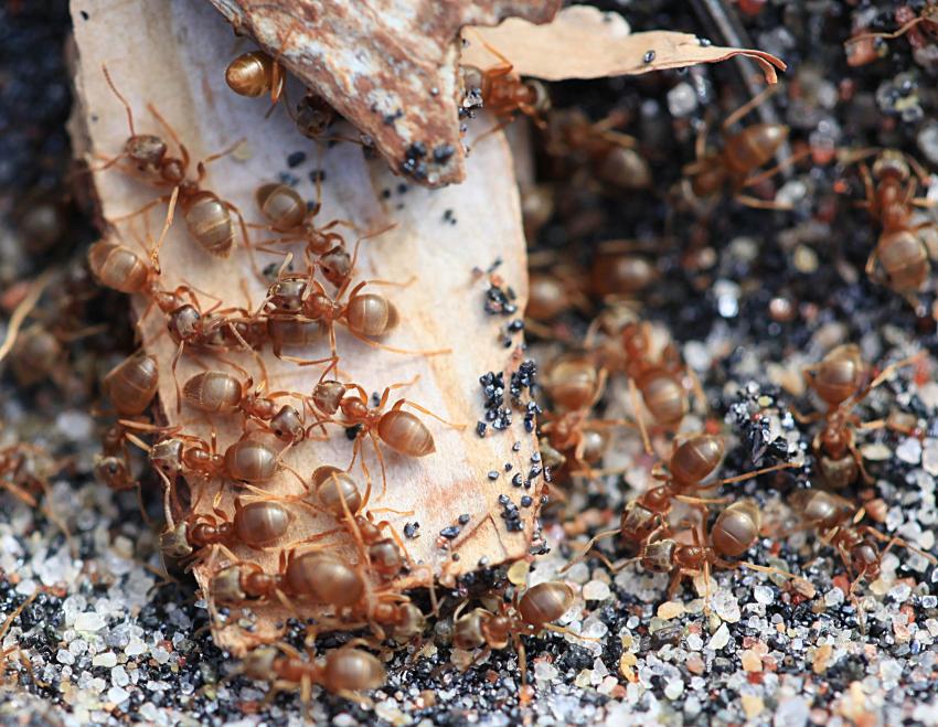 Fourmis au travail.