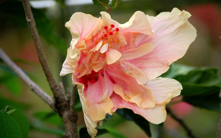 hibiscus double