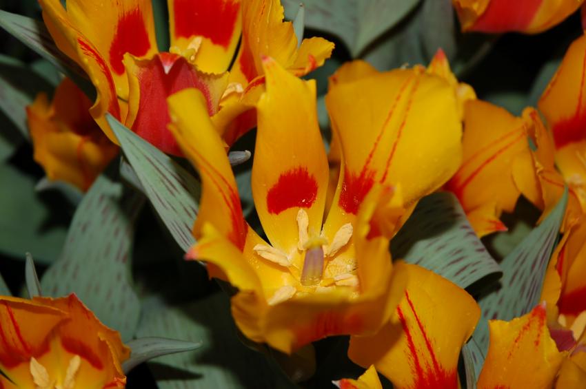 tulipe dentele