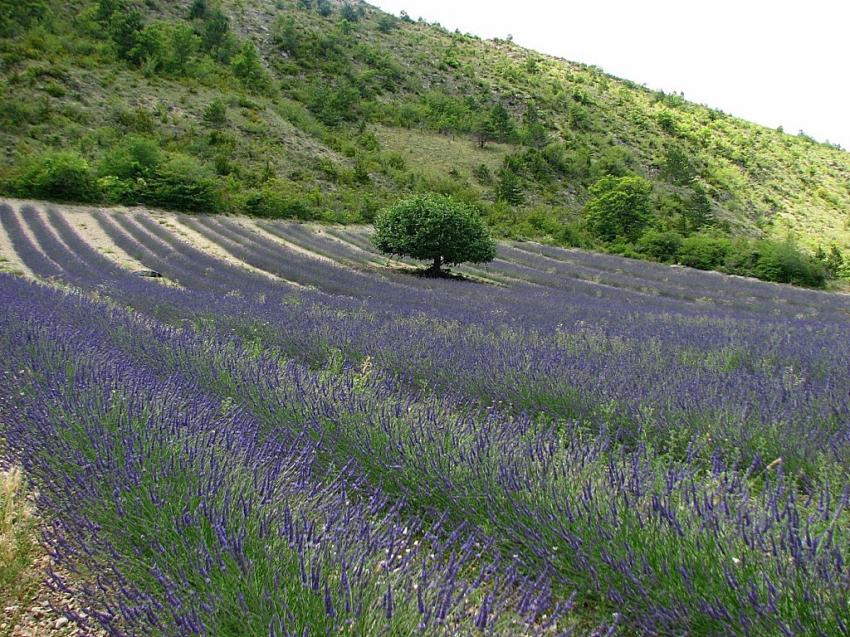 Champ de lavande