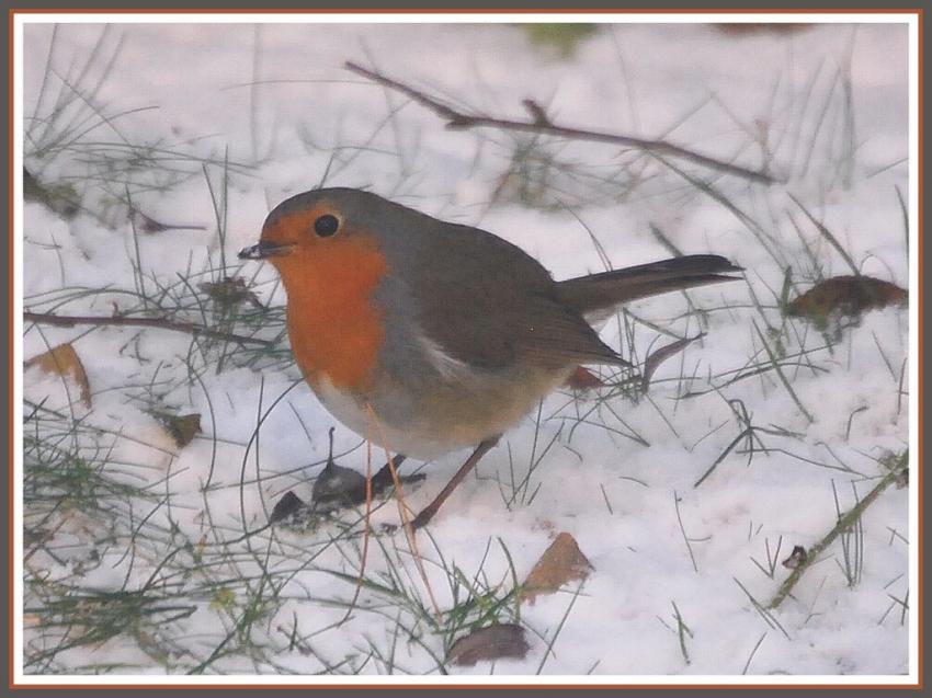 Rouge-gorge dans la neige